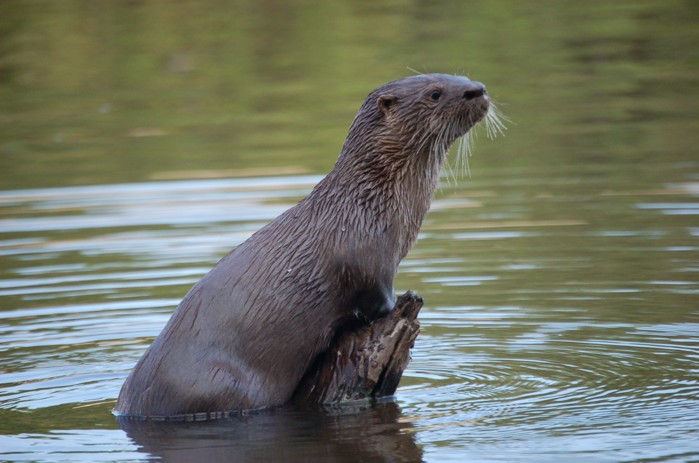 Lontra longicaudis - © Caroline Leuchtenberger