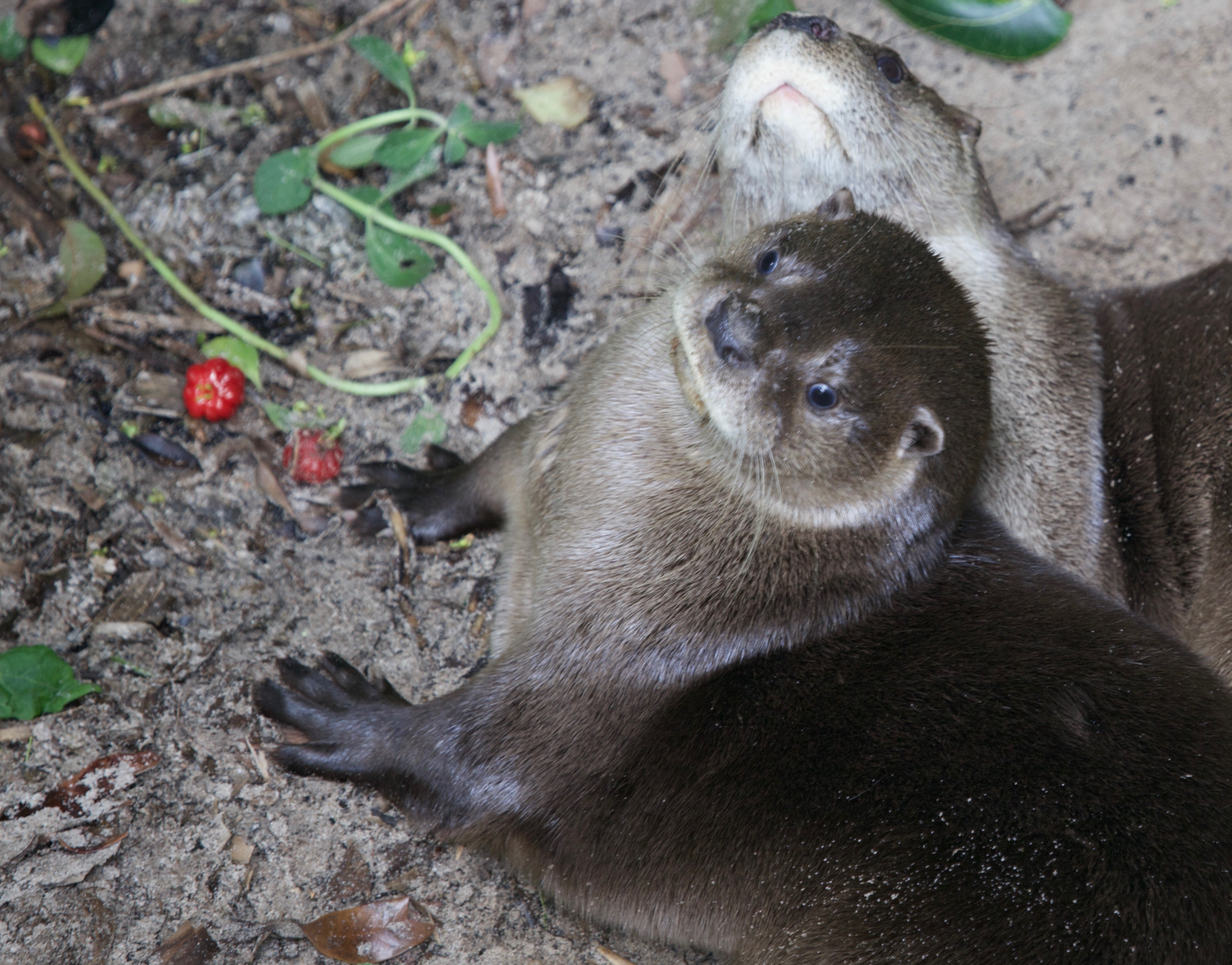 Two Neotropical Otters looking up at the camera.  They are on a muddy bank, and a vine with red fruit snakes along in front of them.  