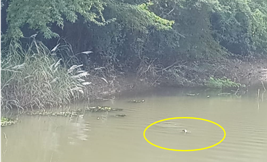 Grassy river bank with overhanging trees and some floating water vegetation.  Still water with small ripples.  Otter in river in middle right of image, with head out of water looking directly at the camera.