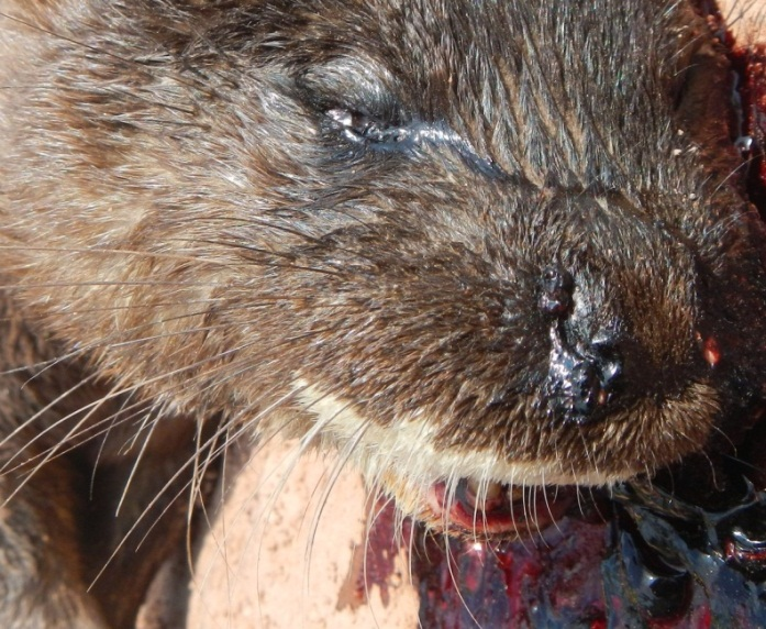 Side view of left side of face.  Hairy rhinarium and white moustache clearly visible