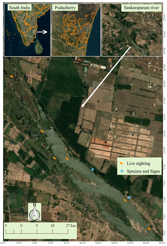 Composite map of the study area.  Top left is a satellite map of the southern part of India with the state boundaries superimposed.  On the south east coast is a circle and arrow pointing at the second map.  The second, top centre, map shows the Puducherry district on a satellite map, with the boundaries of the various enclaves that make it up superimposed; these run along the coast on the eastern side and inland, each being close to the others but separate, and embedded in a larger state.  The third, right hand top map shows a closer satellite photo of the Sankaraparani river, running wide between small fields and patches of bush.  A white arrow leads from this river to the main map below.  There we see a larger scale map showing the wide river with wooded sandbank islands, running through a flat landscape of small fields and trees.  Spraints and signs are indicated by blue pawprint symbols in two places on the north eastern bank.  Live sightings are indicated by orange otter symbols alon the river course, with one in the north in a densely wooded area.