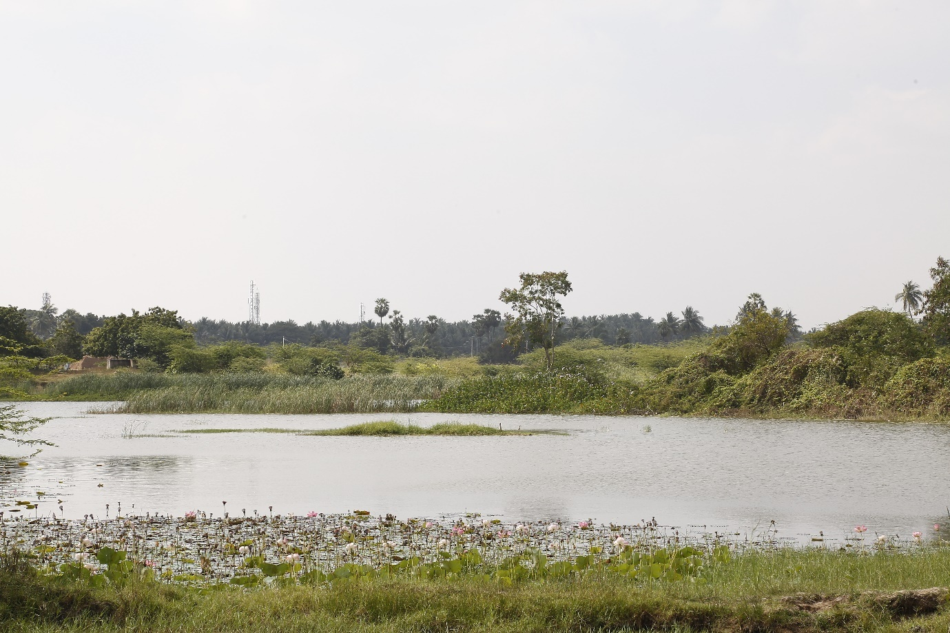 View across the river showing floading water vegetation near the banks, a grassy island or sandbank in the middle and shores with bushes and grass, with a few isolated trees; in the distance is a more heavily wooded area. The landscape is very flat.