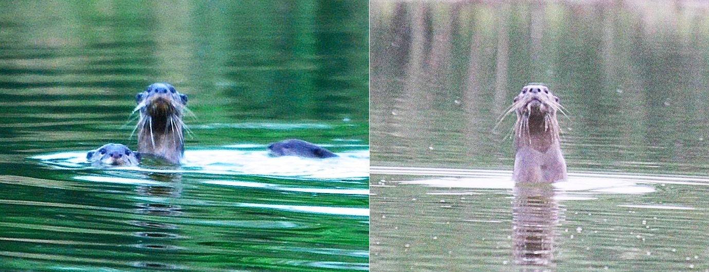 Two photographs of otters.  On the left, an otter has its head and neck periscoped out of the water, whiskers bristling, looking at the camera; another otter is next to it, on the left, with its head at water level, also watching the camera, while a third, on the right, swims behind them.  The water is in concentric ripples around them.  On the right, a single otter is periscoped out of the water, further than before, watching the camera. 