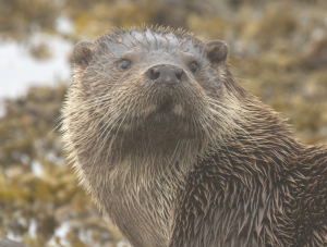 Lutra lutra gazing at the camera. © John Campbell