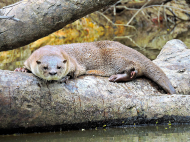 Neotropical otter lying on a tree trunk at the edge of the water, with a steep muddy bank behind. © Joel Mendoza