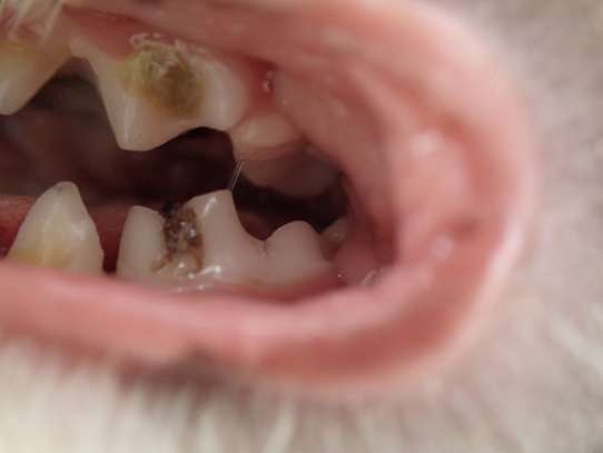 Close up view of the varnassial/molars on the right side of the mouth of an otter.  Dental decay is clear on all the teeth.