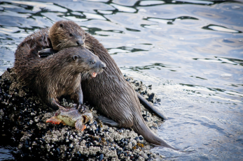 A rock surrounded by rippling water. On the rock, a North American River Otter is holding a fish down with one paw while facing right with its mouth open; a second otter is climbing on top of it, and holding its left ear in its mouth  - � Nesime Askin (OERS)