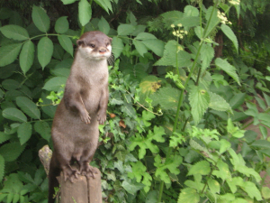 Aonyx cinereus standing upright on a post, gazing right, with a leafy shrub behind it.