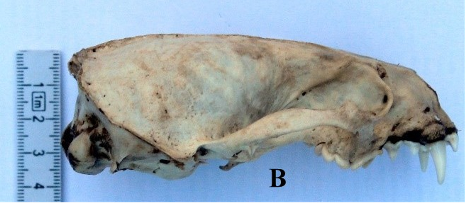 The cleaned skull specimen in this study with a markedly longer snout. 