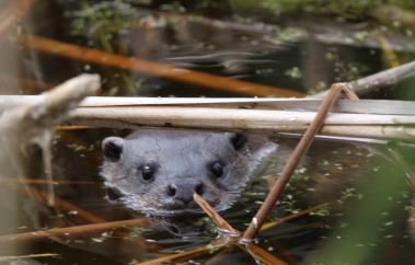 Water surface with dead reeds across it;  Eurasian otter peers at camera under the reeds. - copyright Gerd Blanker