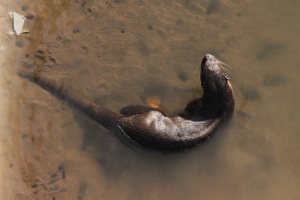 Smooth-Coated otter swimming in a curve, seen from above. Copyright Swanand Patil.