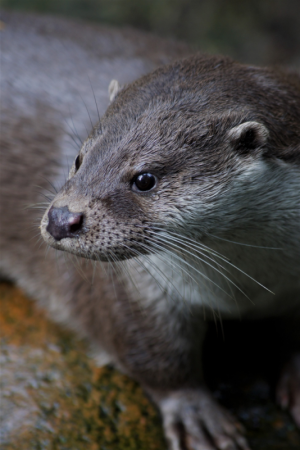 Smooth-Coated otter swimming in a curve, seen from above. Copyright Swanand Patil.