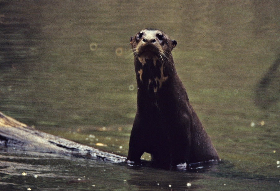 Giant otter in a large river, raising itself out of the water on a tree trunk, looking at the camera. Copyright Victor Utreras