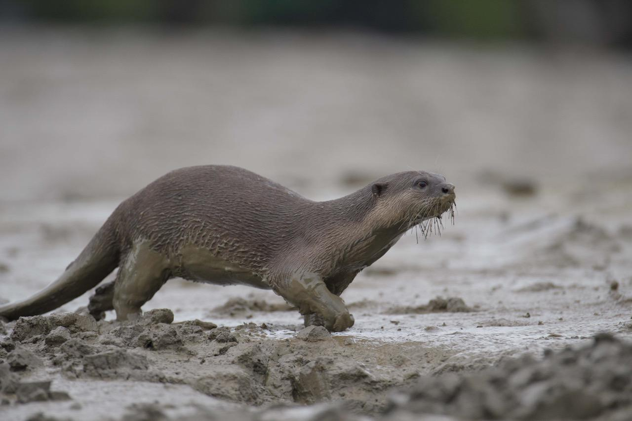 Smooth Coated Otter running from left to right across mud. Copyright Nobuhiro Ohnishi