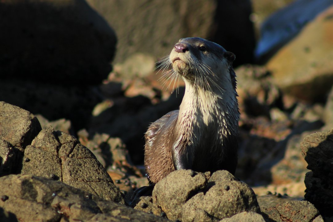 African Clawless Otter on a rock, looking left. Copyright Rowan Jordaan