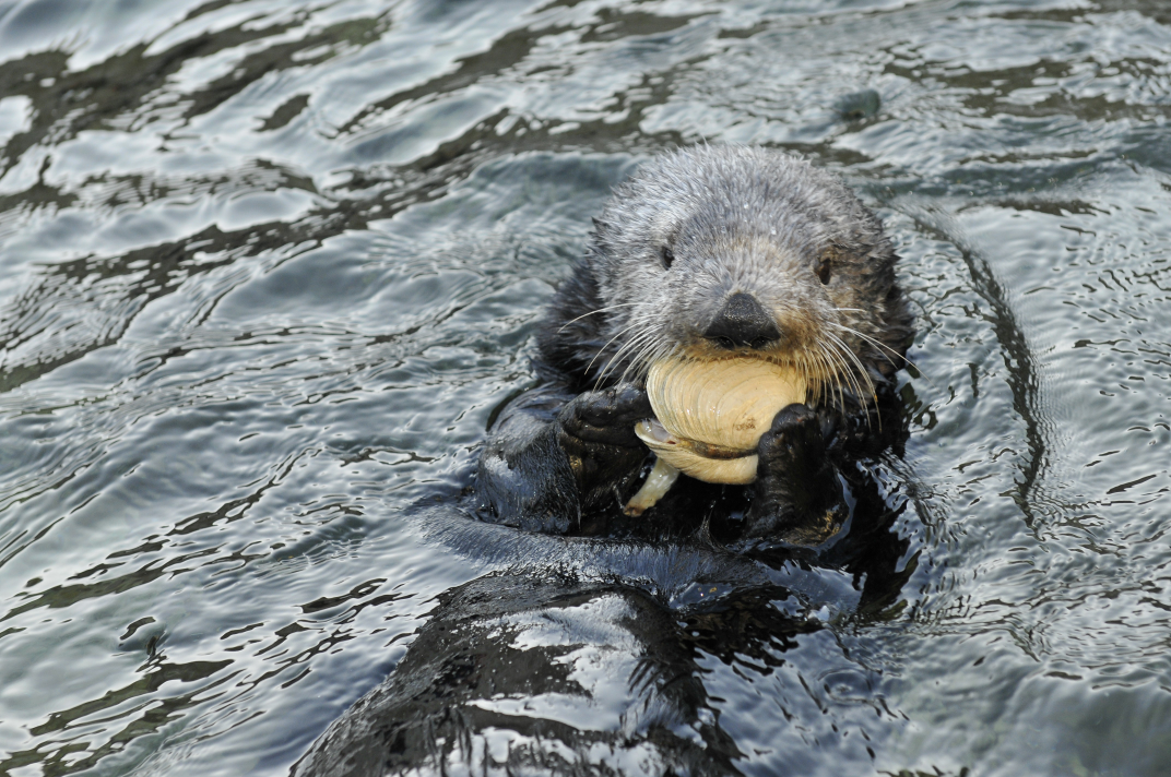 Sea otter, floating on its back, holding an opened clam shell in its front paws, eating the contents. Copyright Nicole Duplaix