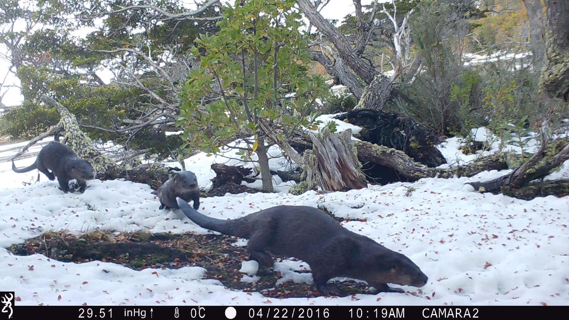 Snowy scene with sparse, low trees and shrubs.  Three otters running toward the camera. Copyright Alejandro Valenzuela