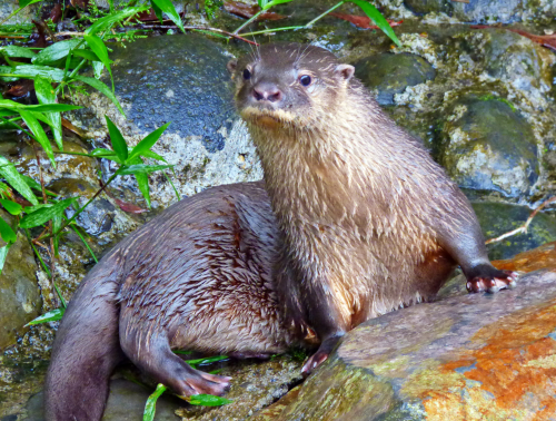 A Neotropical Otter partly lying on its left site, with its front paws on a rock, and its head and shoulders raised up, looking at the camera.  behind it is a gravel substrate and leafy branches.  Image copyright VIctor Utreras.