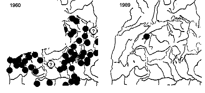 In 1960, there were otters spread over Switzerland; in 1989 there was a single site with an otter